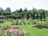 arches and pink roses