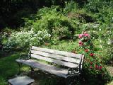 benches with roses