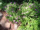 geranium and barren strawberry