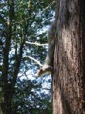 inquisitive squirrel