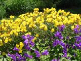 maybe evening primrose and canterbury bells