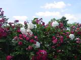 raspberry pink and white roses against sky