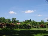 rose garden from distance