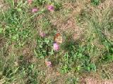 butterfly on clover