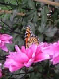 butterfly on dahlia