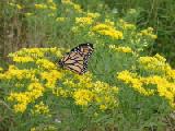 butterfly on goldenrod