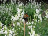 butterfly on snapdragon