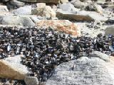 mussel shells