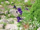 purple iris on the rocks