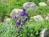 purple iris