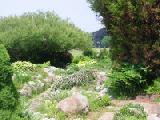 rock garden and tree