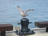 gull at NL pier