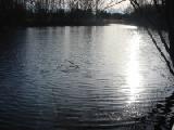 stenger farm pond 1
