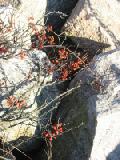 bittersweet on stone