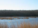 marsh 1