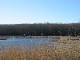 marsh 2