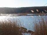 marsh and grasses