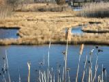 marsh defocused