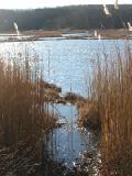 marsh through grasses