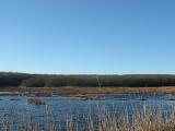 marsh, woods, sky
