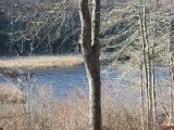 river and tree