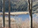 river and trees