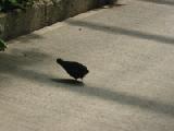 chinese button quail running