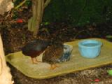 chinese button quail