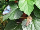 common blue morpho and owl