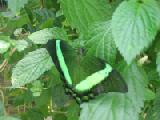 emerald swallowtail
