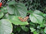 green malachite on leaf