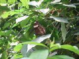 no name butterfly