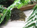 owl butterfly