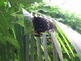 richmond birdwing
