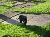 cat and gravestone