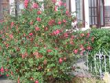 huge fuchsia