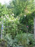 garden trellis