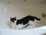git in tub