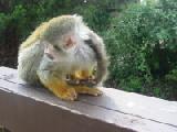 ambivalent squirrel monkey