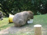 capybara