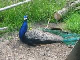 free range peacock