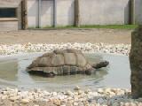 giant tortoise