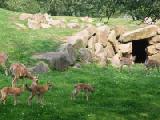markhor goats 1