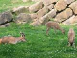 markhor goats 2