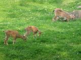markhor goats 3