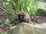 one spider monkey