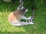 ring tailed lemur