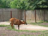 sitatunga