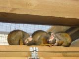 snoozing squirrel monkeys