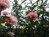 blooming pink roses